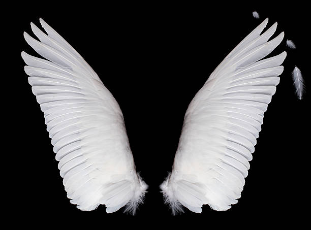 alas sobre fondo negro - alas angel fotografías e imágenes de stock