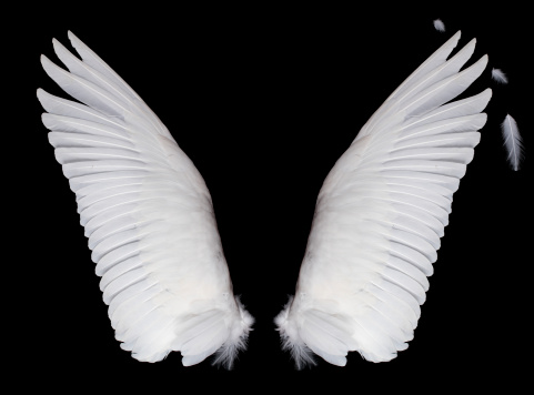 Wings isolated on black background