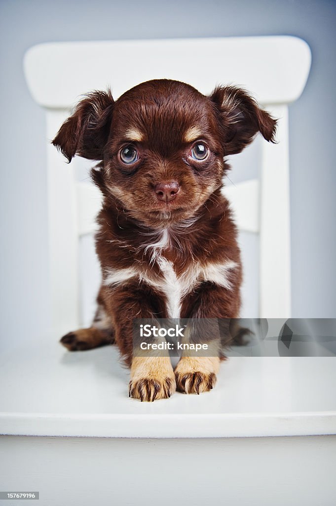 귀여운 타바스코 강아지 - 로열티 프리 강아지-어린 동물 스톡 사진