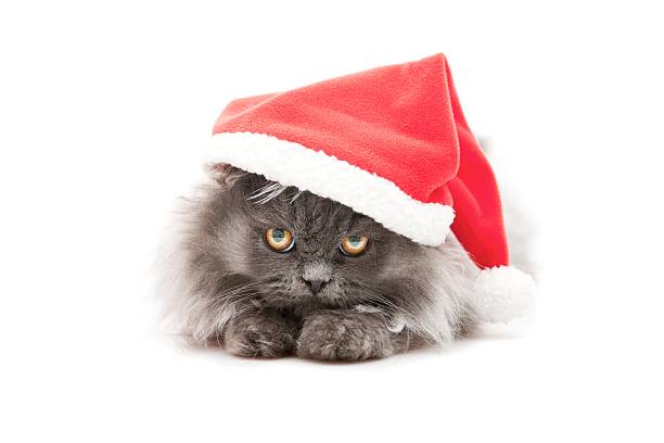 little santa claus persian cats cat in santa hat stock pictures, royalty-free photos & images