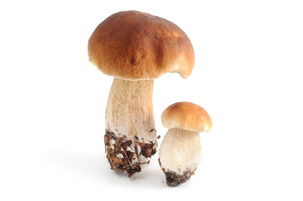 istock Steinpilz (boletus edulis) - porcini mushroom 157679308