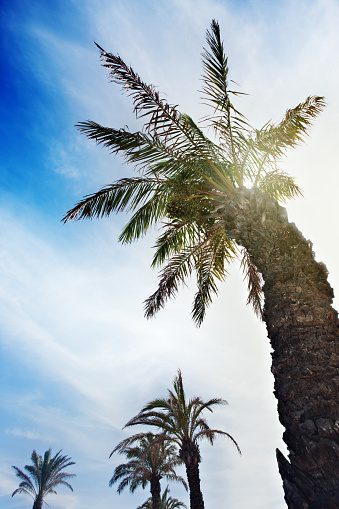 Mediterranean date palm trees under the sun on Menorca (Spain).\n\n [url=file_closeup.php?id=14357235][img]file_thumbview_approve.php?size=1&id=14357235[/img][/url] [url=file_closeup.php?id=22916446][img]file_thumbview_approve.php?size=1&id=22916446[/img][/url] [url=file_closeup.php?id=22852827][img]file_thumbview_approve.php?size=1&id=22852827[/img][/url] [url=file_closeup.php?id=15170577][img]file_thumbview_approve.php?size=1&id=15170577[/img][/url] [url=file_closeup.php?id=15150431][img]file_thumbview_approve.php?size=1&id=15150431[/img][/url] [url=file_closeup.php?id=14096359][img]file_thumbview_approve.php?size=1&id=14096359[/img][/url]\n\n[url=http://www.istockphoto.com/my_lightbox_contents.php?lightboxID=9343923][img]http://www.joanvicentcanto.com/directori/menorca.jpg[/img][/url] \n[url=http://www.istockphoto.com/my_lightbox_contents.php?lightboxID=6651609][img]http://www.joanvicentcanto.com/directori/vetta.jpg[/img][/url] \n[url=http://www.istockphoto.com/my_lightbox_contents.php?lightboxID=659414][img]http://dl.dropbox.com/u/17131122/LIGHTBOXES/landscapes.jpg[/img][/url]