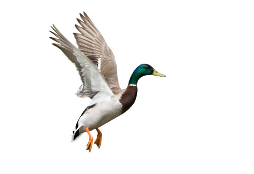 Flying Mallard Duck against a white background.