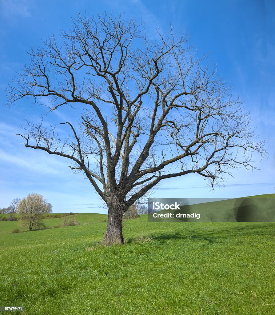 Champ vert avec arbre solitaire feuille moins au début du printemps - Photo de Antique libre de droits