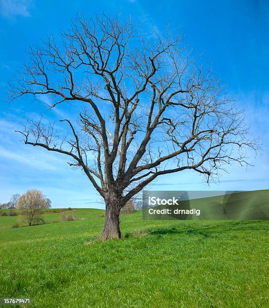 Photo libre de droit de Champ Vert Avec Arbre Solitaire Feuille Moins Au Début Du Printemps banque d'images et plus d'images libres de droit de Antique