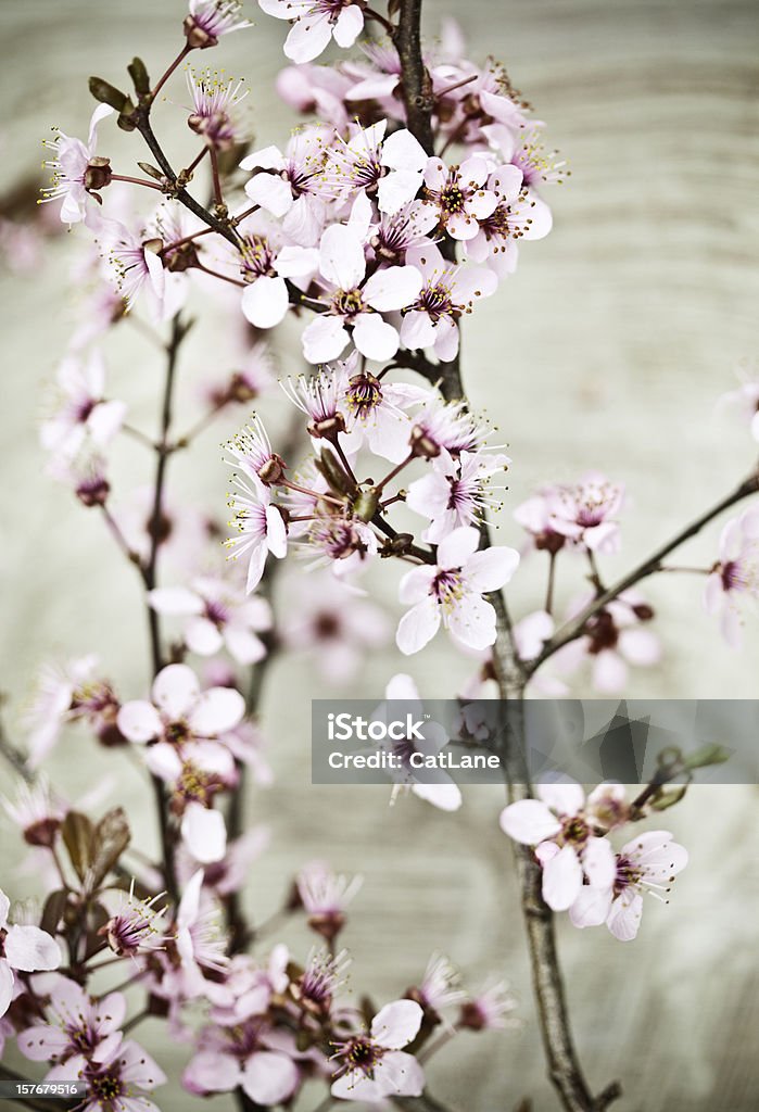 앤틱 느낌의 벚꽃 - 로열티 프리 0명 스톡 사진