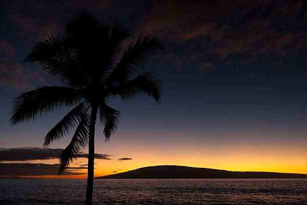 Summer Tropical Paradise Background