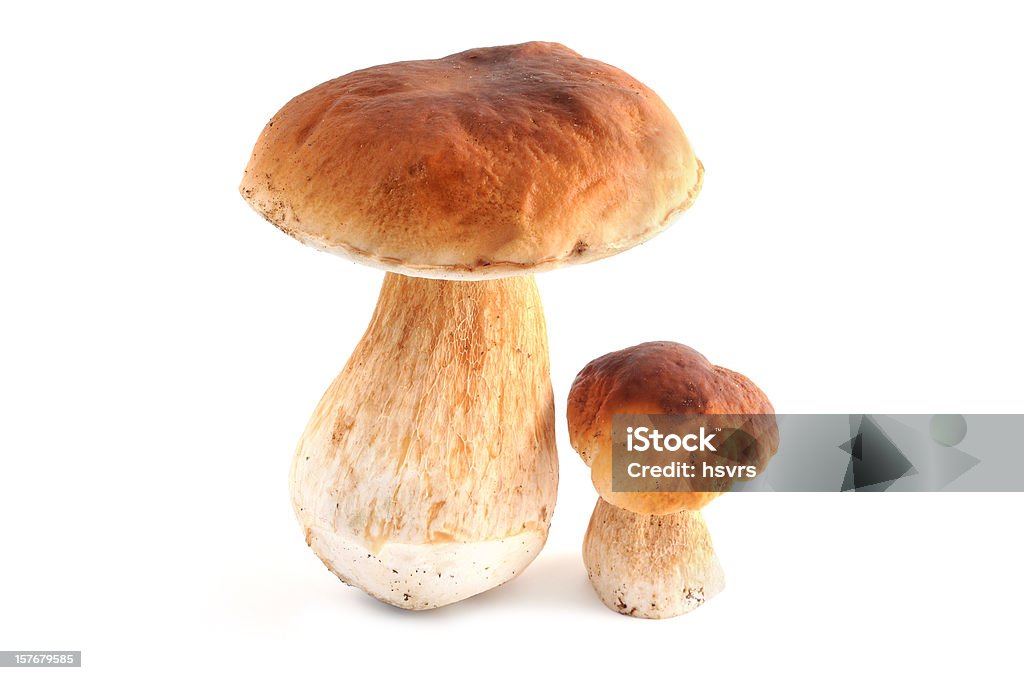 Steinpilz (boletus edulis)-Bolet - Photo de Bolet libre de droits