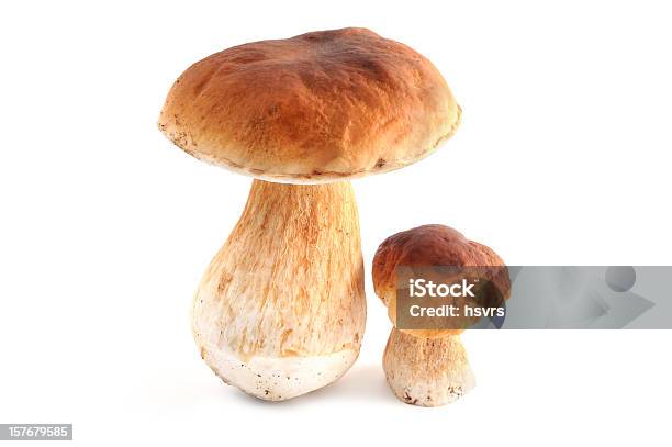 Photo libre de droit de Steinpilz Bolet banque d'images et plus d'images libres de droit de Bolet - Bolet, Champignon comestible, Fond blanc