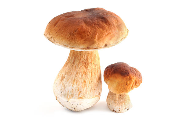 steinpilz (boletus edulis)-fungo porcino - porcini mushroom foto e immagini stock