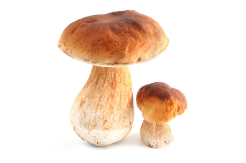 Two Steinpilz (boletus edulis) Porchini mushrooms