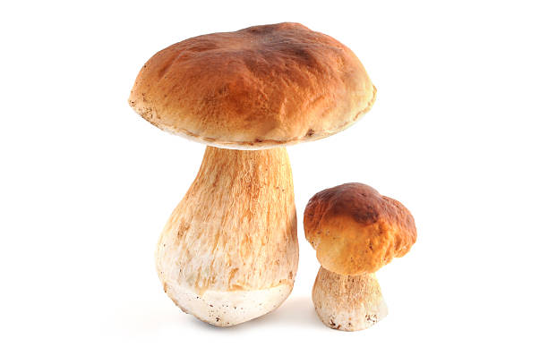Two Steinpilz (boletus edulis) Porchini mushrooms stock photo