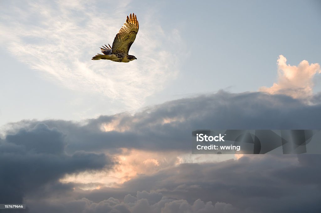 Migrating Hawk A Red-tailed Hawk in a sky with a setting sun behind the clouds. Hawk - Bird Stock Photo