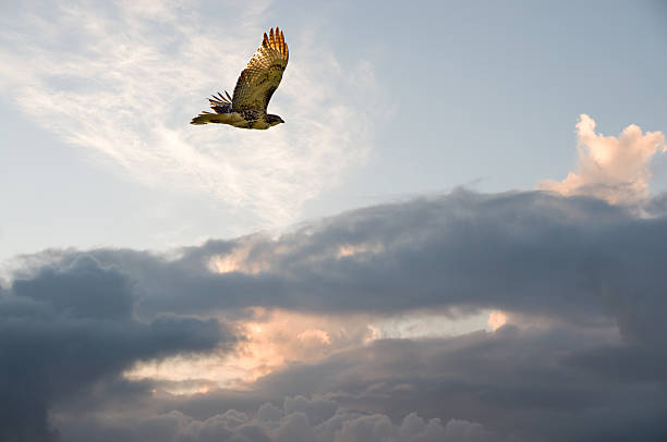 Migrating Hawk A Red-tailed Hawk in a sky with a setting sun behind the clouds. hawk bird photos stock pictures, royalty-free photos & images