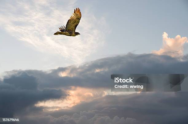 Migrating Hawk Stock Photo - Download Image Now - Hawk - Bird, Flying, Bird