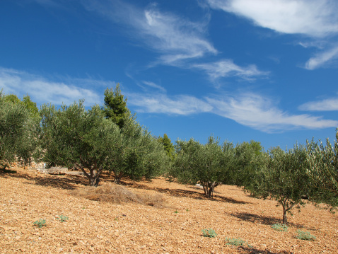 olive tree and yellow flowers