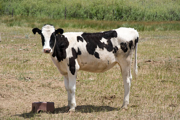 Holstein Calf at Salt Block stock photo