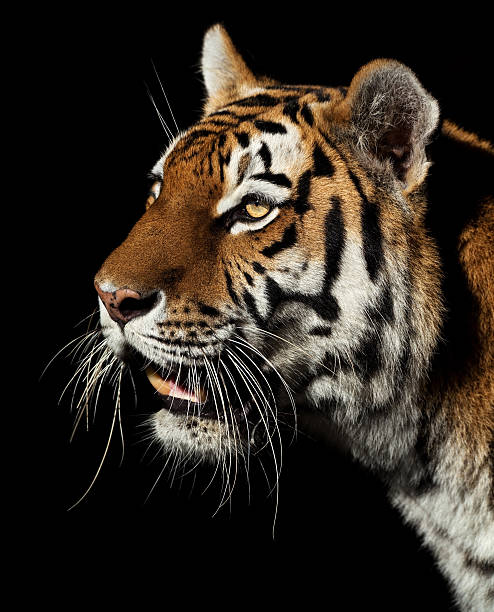 istock Beautiful Tiger In The Evening 157679778