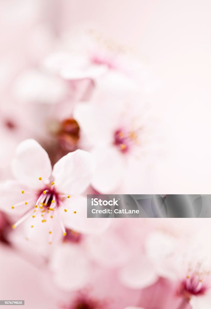 Sakura Kirsche Blüte - Lizenzfrei Ast - Pflanzenbestandteil Stock-Foto