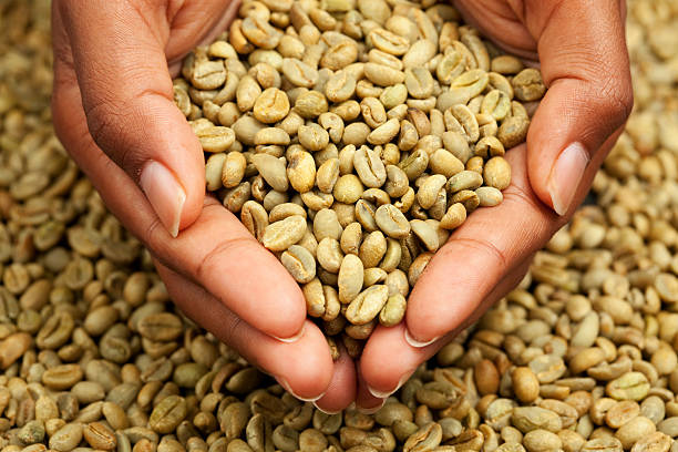 istock Woman holding un-roasted coffee beans. 157679866