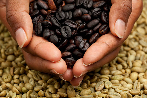 istock Female hands with roasted coffee beans. 157679880