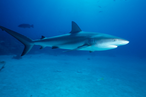 Caribbean Reef Shark Carcharhinus perezi
