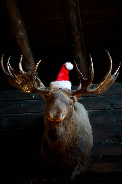 Photo of Christmas Reindeer with santa hat