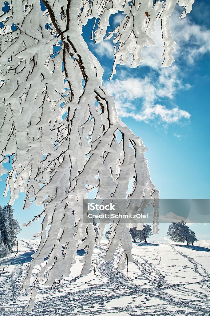 snowy zimowy krajobraz z drzewa i blue sky - Zbiór zdjęć royalty-free (Badenia-Wirtembergia)
