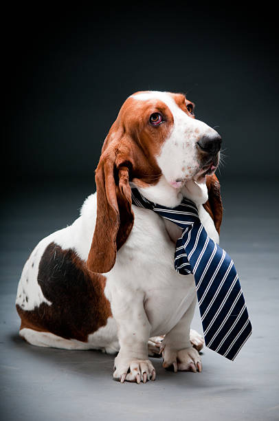 Basset hound mit einem gestreiften Krawatte – Foto