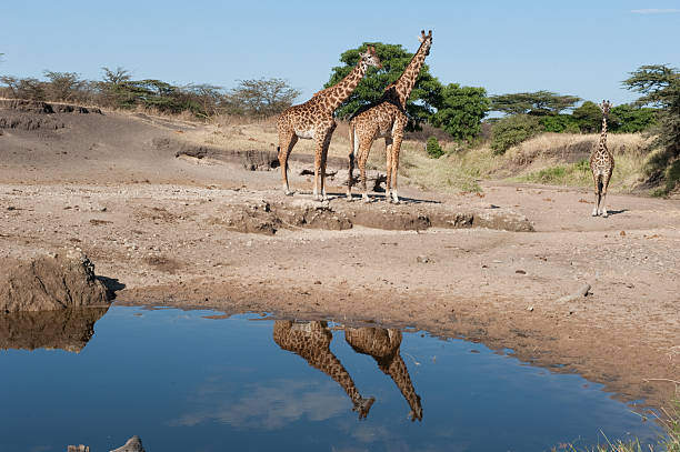 istock Serengeti Tanzania 157680301