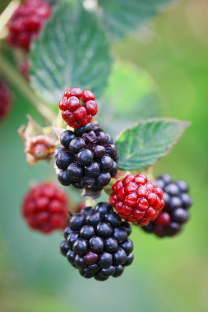 Colorful close-up of blackberries ripening on a branch, backlit with shallow DOF.