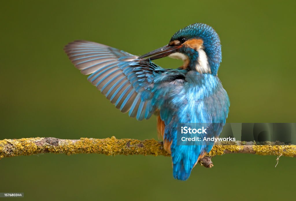 Common Eisvogel (Alcedo atthis - Lizenzfrei Ast - Pflanzenbestandteil Stock-Foto