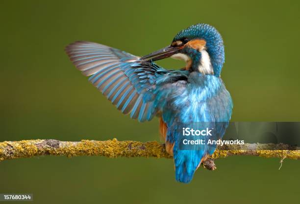 Common Eisvogel Alcedo Atthis Stockfoto und mehr Bilder von Ast - Pflanzenbestandteil - Ast - Pflanzenbestandteil, Blau, Einzelnes Tier