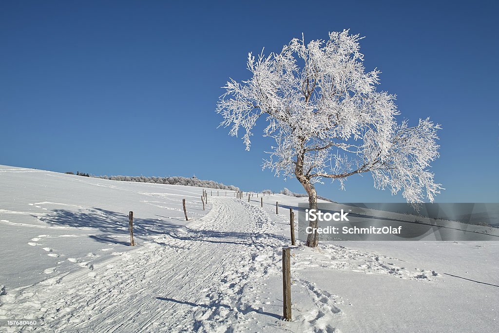 Paisagem de neve do inverno com trilha na floresta negra - Foto de stock de Inverno royalty-free