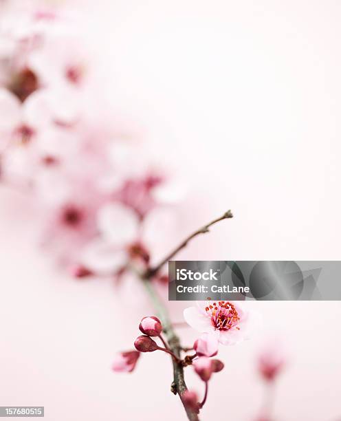 Photo libre de droit de Sakura Cherry Blossom banque d'images et plus d'images libres de droit de Arbre en fleurs - Arbre en fleurs, Beauté de la nature, Bouton de fleur