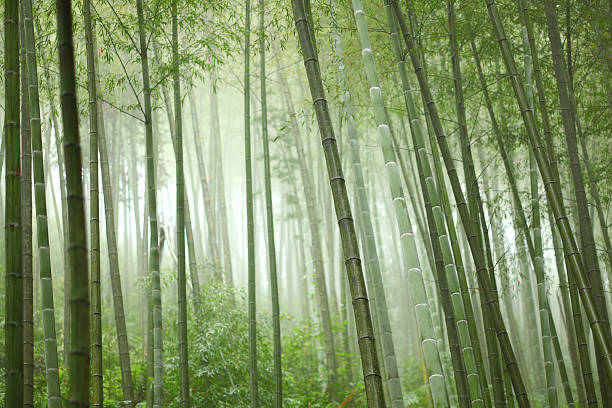 Bamboo grove with many trees and sunlight stock photo