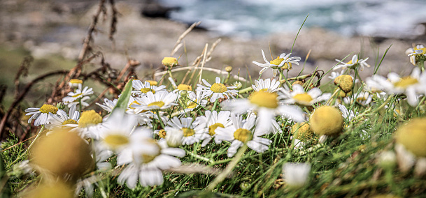 Group of daisy flowers growing through the rocks on a coastal walk