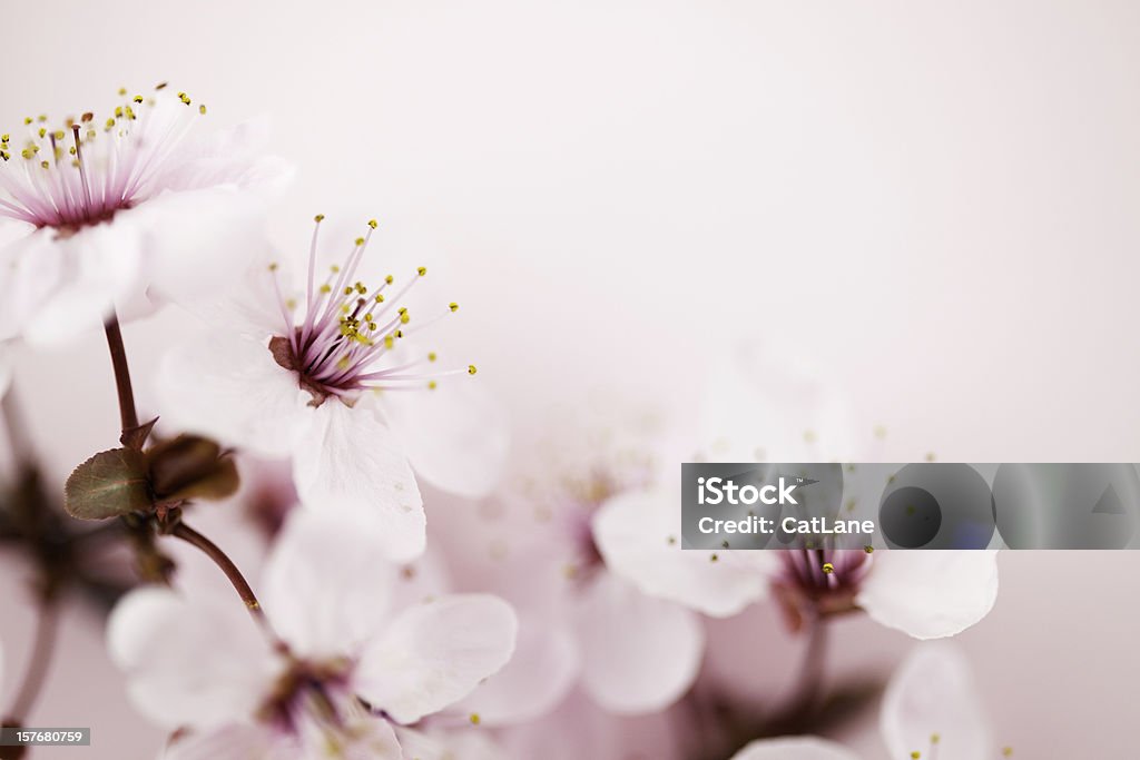 Sakura Flor de cerejeira - Royalty-free Flor Foto de stock