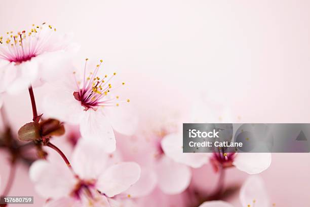 Sakura Flor De Cerejeira - Fotografias de stock e mais imagens de Flor - Flor, Beleza natural, Botão - Estágio de flora