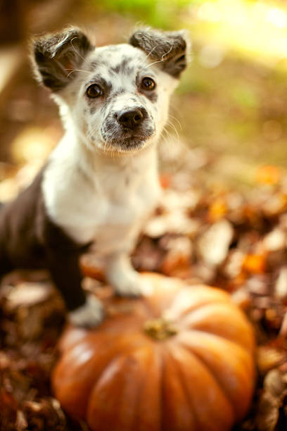 A cute black and white mixed breed dog stands on a pumpkin in a pile of fallen Autumn leaves.  Vertical with copy space.