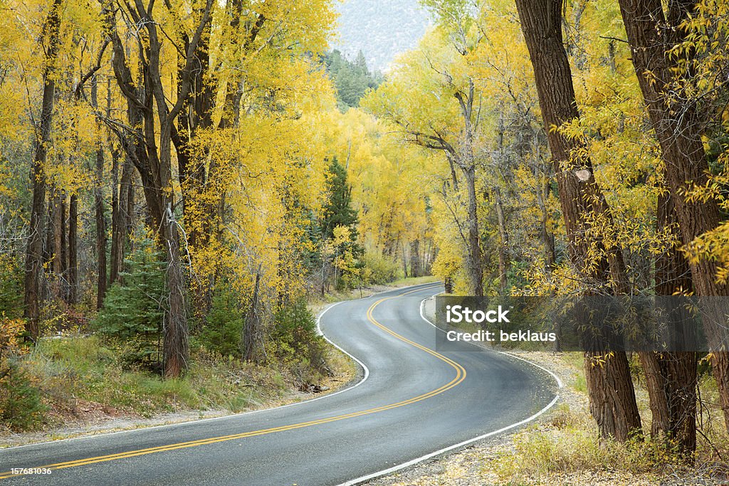 Avvolgimento strada attraverso le montagne del Colorado - Foto stock royalty-free di Albero