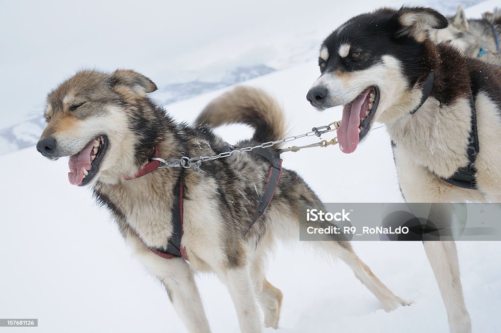 Husky Siberiano Sleddog in inverno - Foto stock royalty-free di Norvegia