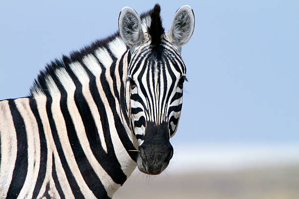 zebra olhando para a câmera, parque nacional de etosha, namíbia - zebra imagens e fotografias de stock