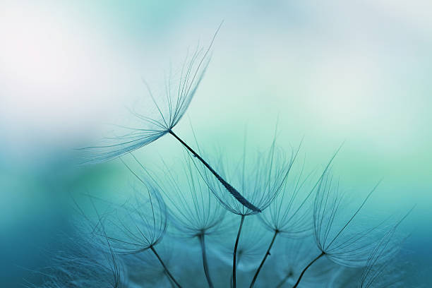 タンポポの種子 - 青 写真 ストックフォトと画像