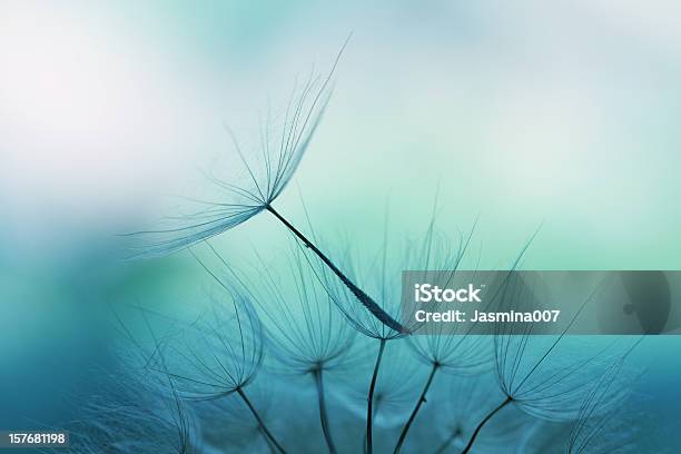 Dandelion Seed Stock Photo - Download Image Now - Nature, Abstract, Flower