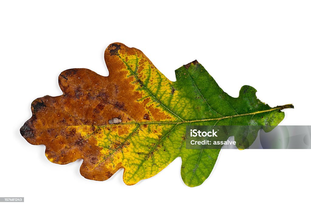 Hoja de roble en otoño - Foto de stock de Hoja de roble libre de derechos