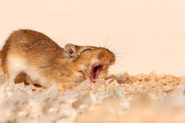 llamada de despertador-gerbo bostezar - gerbil fotografías e imágenes de stock