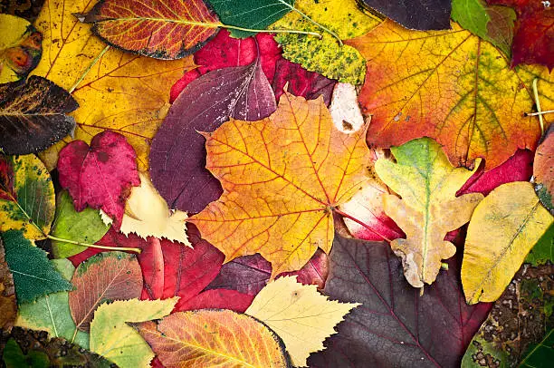 Photo of many different autumn leaves