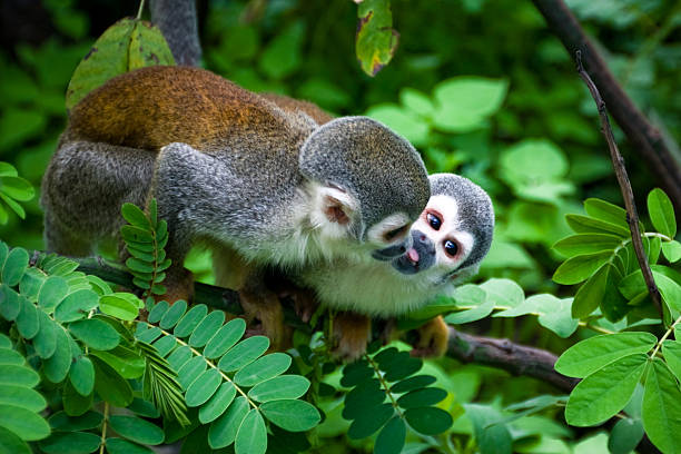Two Squirrel Monkeys  saimiri sciureus stock pictures, royalty-free photos & images
