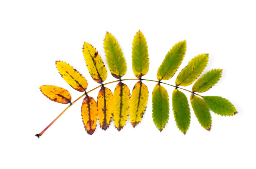 Birch branches with yellow and green leaves.